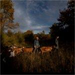 People walk with goats through a field.